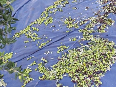 PRIMJER IZ LJUPČA - Dok beru masline Duševićima stiže zlato za liker i vina!