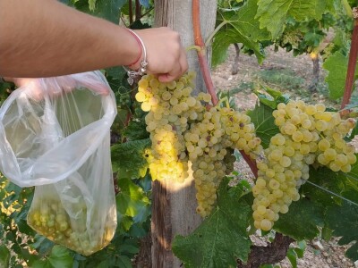 Primjer Marije Josić: Samozaposlila se u vlastitom laboratoriju za analizu grožđa, mošta i vina! Primjer Marije Josić: Samozaposlila se u vlastitom laboratoriju za analizu grožđa, mošta i vina!