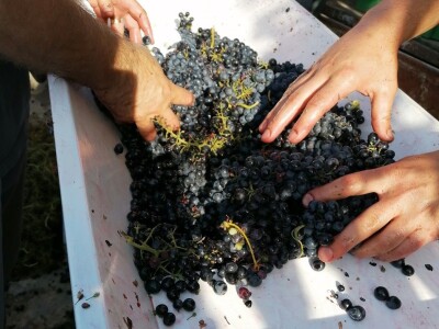 Primjer Marije Josić: Samozaposlila se u vlastitom laboratoriju za analizu grožđa, mošta i vina! Primjer Marije Josić: Samozaposlila se u vlastitom laboratoriju za analizu grožđa, mošta i vina!