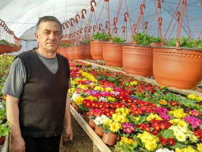 Primula