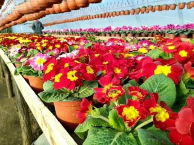 Primula