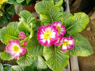 Primula
