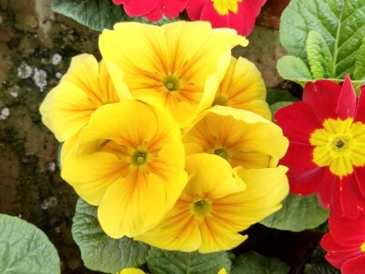 Primula
