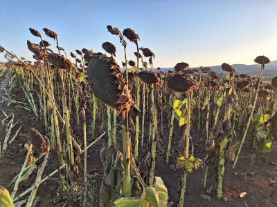 Prinos i kvalitet suncokreta nešto lošiji nego proteklih godina Prinos i kvalitet suncokreta nešto lošiji nego proteklih godina