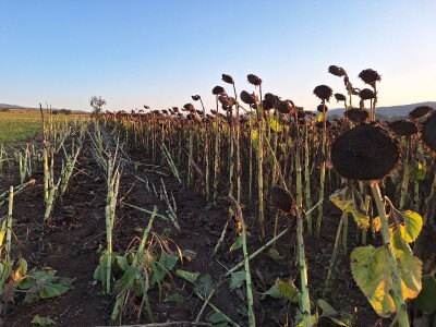 Prinos i kvalitet suncokreta nešto lošiji nego proteklih godina Prinos i kvalitet suncokreta nešto lošiji nego proteklih godina