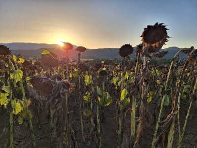 Prinos i kvalitet suncokreta nešto lošiji nego proteklih godina Prinos i kvalitet suncokreta nešto lošiji nego proteklih godina