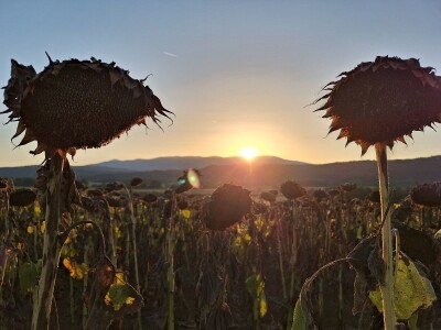 Prinos i kvalitet suncokreta nešto lošiji nego proteklih godina Prinos i kvalitet suncokreta nešto lošiji nego proteklih godina
