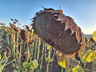 Prinos i kvalitet suncokreta nešto lošiji nego proteklih godina Prinos i kvalitet suncokreta nešto lošiji nego proteklih godina