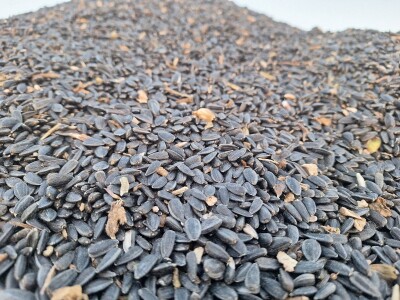 Prinos i kvalitet suncokreta nešto lošiji nego proteklih godina Prinos i kvalitet suncokreta nešto lošiji nego proteklih godina