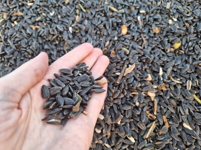 Prinos i kvalitet suncokreta nešto lošiji nego proteklih godina Prinos i kvalitet suncokreta nešto lošiji nego proteklih godina