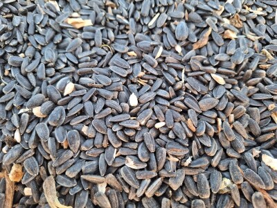 Prinos i kvalitet suncokreta nešto lošiji nego proteklih godina Prinos i kvalitet suncokreta nešto lošiji nego proteklih godina