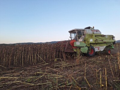 Prinos i kvalitet suncokreta nešto lošiji nego proteklih godina Prinos i kvalitet suncokreta nešto lošiji nego proteklih godina