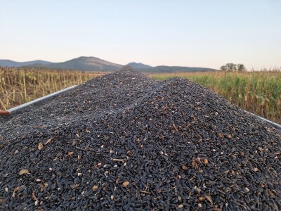 Prinos i kvalitet suncokreta nešto lošiji nego proteklih godina Prinos i kvalitet suncokreta nešto lošiji nego proteklih godina