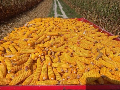 Prinosi dobri kod Popovića