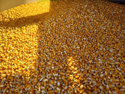 Prinosi dobri kod Popovića