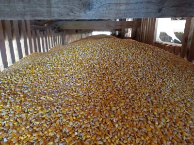 Prinosi dobri kod Popovića