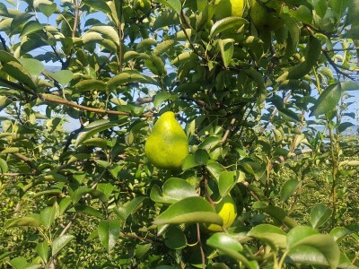 Prinosi voća u Srpskoj Prinosi voća u Srpskoj