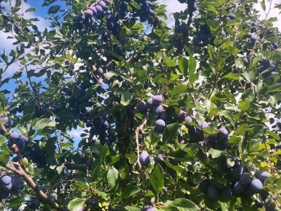 Prinosi voća u Srpskoj Prinosi voća u Srpskoj