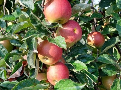 Prinosi voća u Srpskoj Prinosi voća u Srpskoj