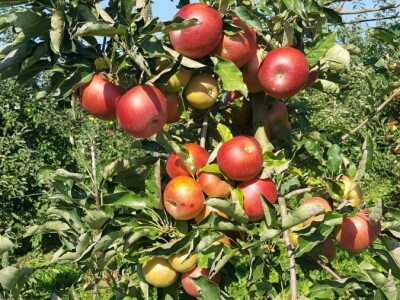 Prinosi voća u Srpskoj Prinosi voća u Srpskoj