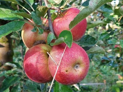 Prinosi voća u Srpskoj Prinosi voća u Srpskoj