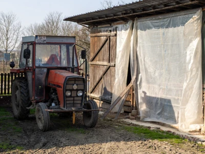 Priprema hrane za svinje na OPG-u Damira Rastije