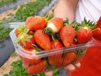 Priprema likera od jagode, foto: M. Lazarević