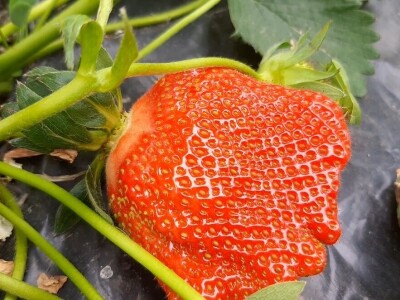 Priprema likera od jagode, foto: M. Lazarević