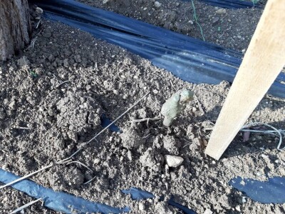 Priprema loznih cijepova za sadnju Priprema loznih cijepova za sadnju