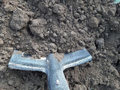 Priprema loznih cijepova za sadnju Priprema loznih cijepova za sadnju