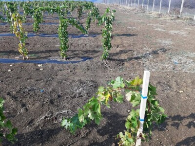 Priprema loznih cijepova za sadnju Priprema loznih cijepova za sadnju