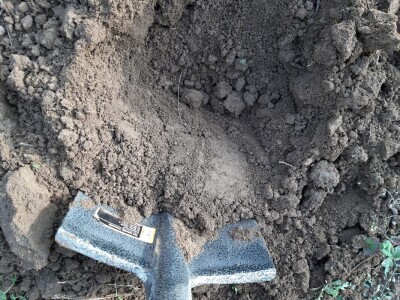 Priprema loznih cijepova za sadnju Priprema loznih cijepova za sadnju