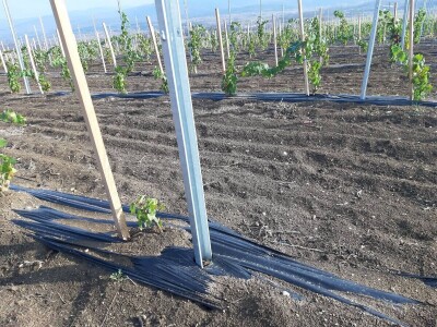 Priprema loznih cijepova za sadnju Priprema loznih cijepova za sadnju