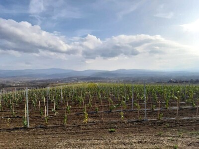 Priprema loznih cijepova za sadnju Priprema loznih cijepova za sadnju