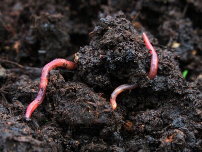 Priprema perma gredica za ranu sjetvu povrtnih kultura