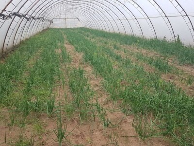 PRIPREMA PLASTENIKA ZA ZIMU I PROLEĆNU SADNJU