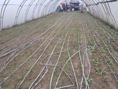 PRIPREMA PLASTENIKA ZA ZIMU I PROLEĆNU SADNJU