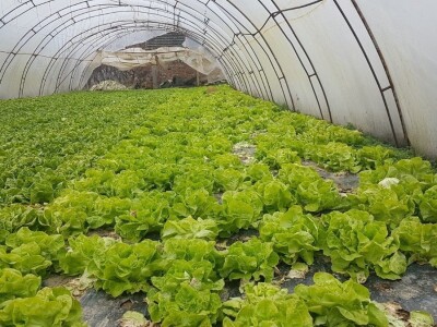 PRIPREMA PLASTENIKA ZA ZIMU I PROLEĆNU SADNJU