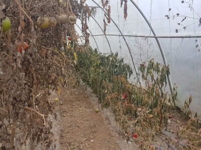 PRIPREMA PLASTENIKA ZA ZIMU I PROLEĆNU SADNJU