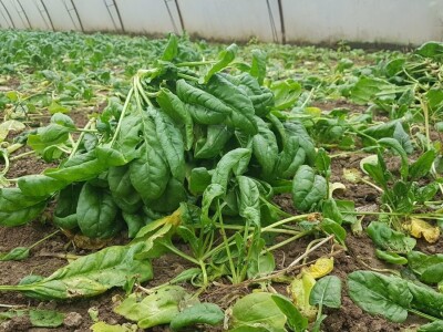 PRIPREMA PLASTENIKA ZA ZIMU I PROLEĆNU SADNJU