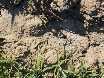 Priprema za proljetnu sjetvu u valpovačkom kraju