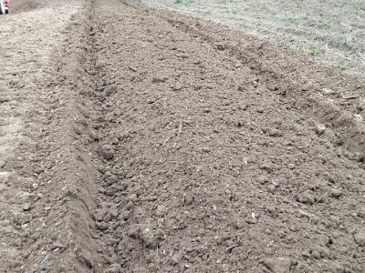 Priprema zemljišta za sadnju borovnica Priprema zemljišta za sadnju borovnica