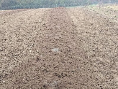 Priprema zemljišta za sadnju borovnica Priprema zemljišta za sadnju borovnica