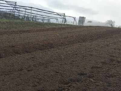 Priprema zemljišta za sadnju borovnica Priprema zemljišta za sadnju borovnica