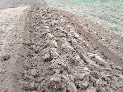 Priprema zemljišta za sadnju borovnica Priprema zemljišta za sadnju borovnica