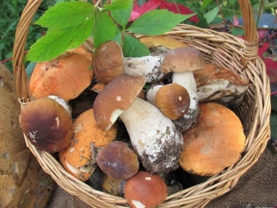 Priprema zimnice