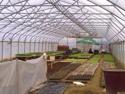 Pripreme u plasteniku