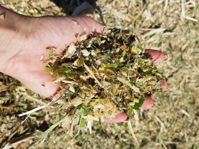 PRIPREME ZA SILAŽU KUKURUZA U TOKU