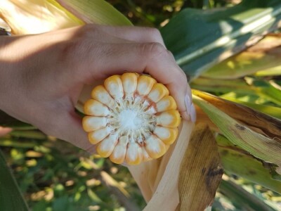 PRIPREME ZA SILAŽU KUKURUZA U TOKU