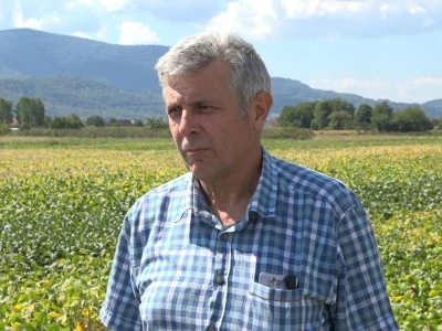 PRIPREME ZA SILAŽU KUKURUZA U TOKU